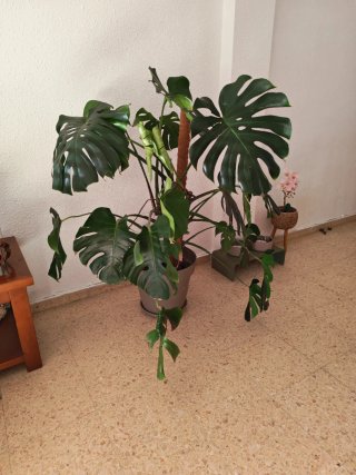Planta Monstera Deliciosa Grande