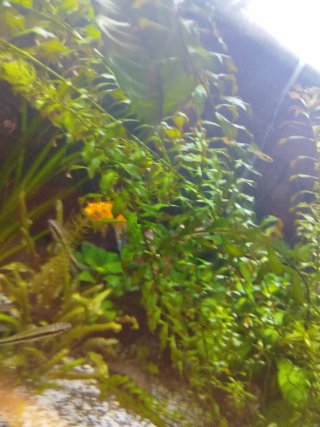 Super Poda Plantas Acuario