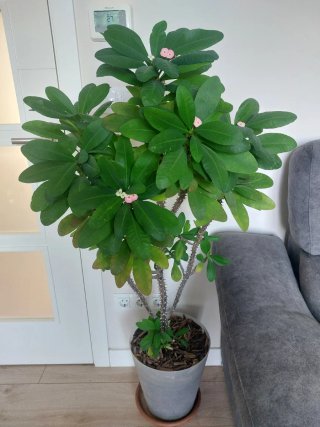 Corona de Cristo planta