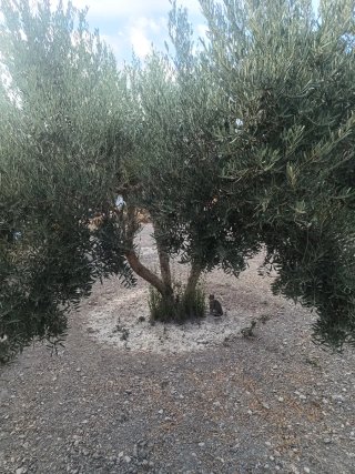 Se vende parcela rustica con frutales agua de rieg