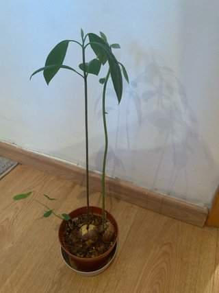 Aguacates germinados