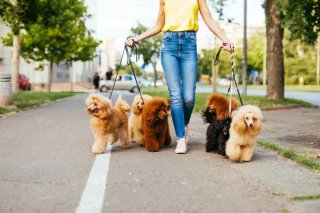 Dog-sitter