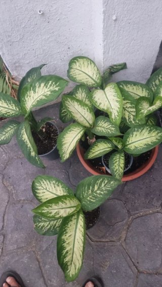 Dieffenbachia en maceta