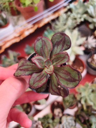 Echeveria nódulosa 5.5cm