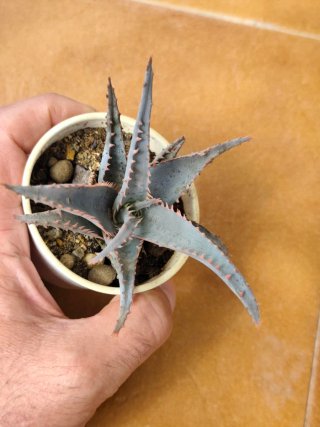 Lote 5 Suculentas Aloe