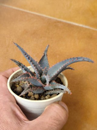 Lote 5 Suculentas Aloe