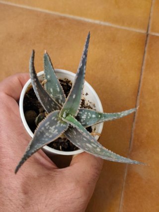 Lote 5 Suculentas Aloe