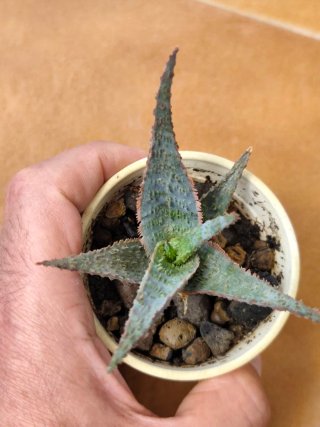 Lote 5 Suculentas Aloe