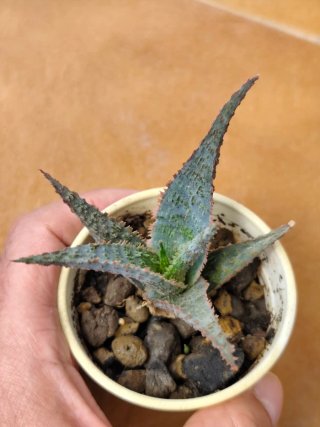 Lote 5 Suculentas Aloe