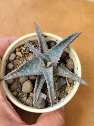 Lote 5 Suculentas Aloe