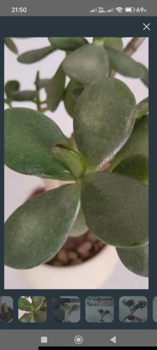 Árbol Jade Pre-Bonsái Macetero Cerámica Colección