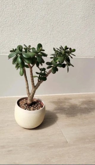 Árbol Jade Pre-Bonsái Macetero Cerámica Colección