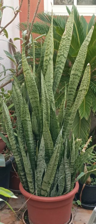 Planta Lengua de Tigre Grande