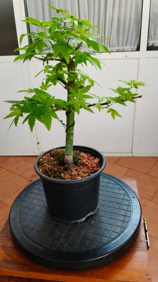 Bonsái Arce Japonés