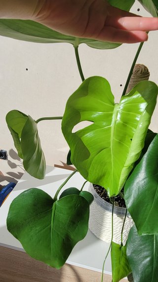 Monstera Deliciosa Planta