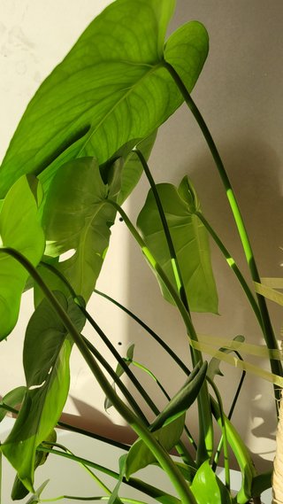 Monstera Deliciosa Planta