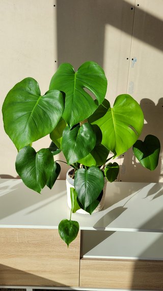 Monstera Deliciosa Planta