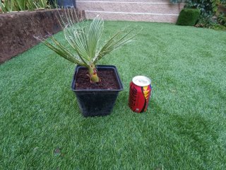 Palmera Washingtonia