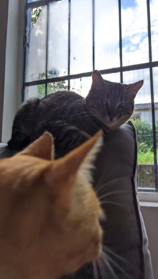 Cuidado y Paseos de Mascotas a Domicilio