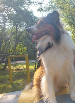 Cuidado y Paseos de Mascotas a Domicilio