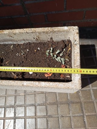 Jardinera Rectangular Piedra