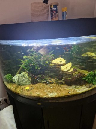 Acuario Juwel en funcionamiento