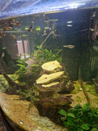 Acuario Juwel en funcionamiento