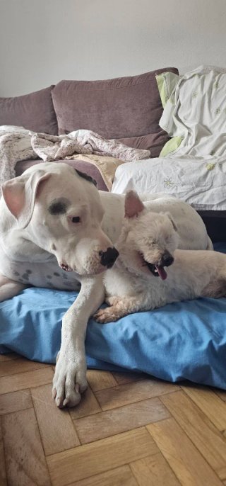 Guardería para mascotas y paseos