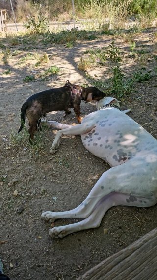 Guardería para mascotas y paseos