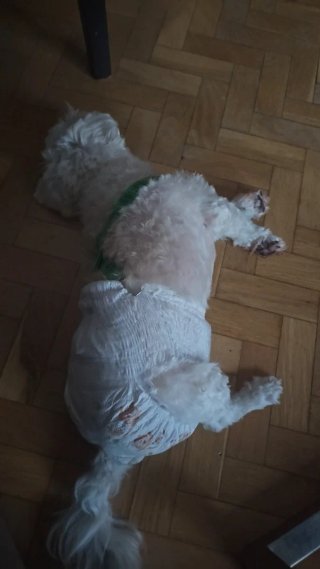 Guardería para mascotas y paseos