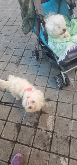 Guardería para mascotas y paseos