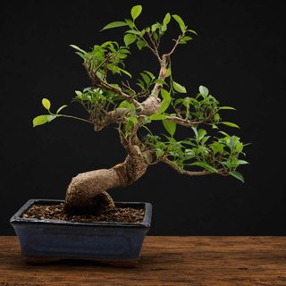 Bonsái Ficus retusa