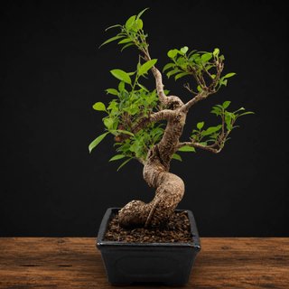 Bonsái Ficus retusa