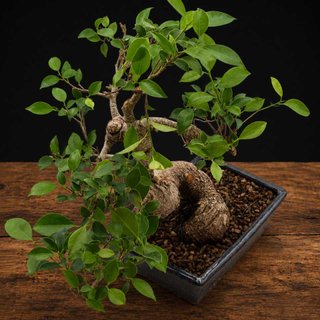 Bonsái Ficus retusa