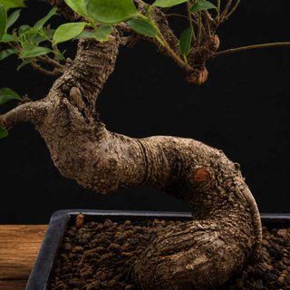 Bonsái Ficus retusa