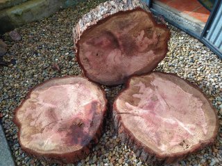 Rodajas de madera pino y saquéis para mesa