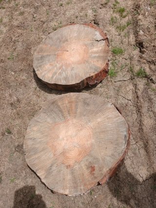 Rodajas de madera pino y saquéis para mesa