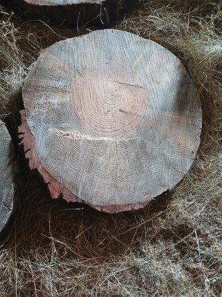 Rodajas de madera pino y saquéis para mesa