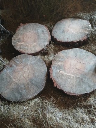 Rodajas de madera pino y saquéis para mesa