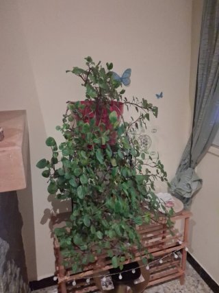 2 Plantas de interior. Jade y planta del dinero