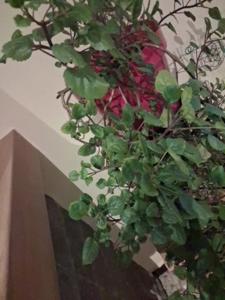 2 Plantas de interior. Jade y planta del dinero