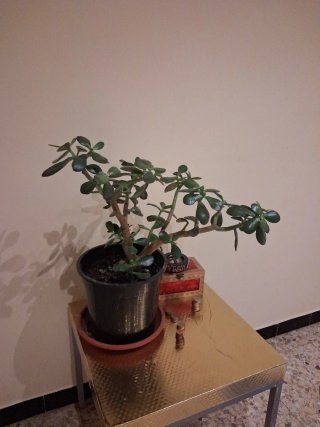 2 Plantas de interior. Jade y planta del dinero
