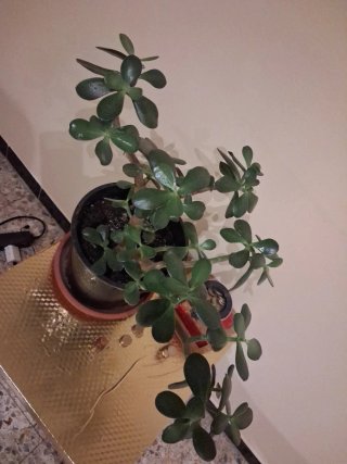 2 Plantas de interior. Jade y planta del dinero