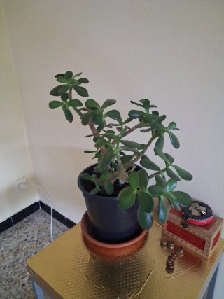 2 Plantas de interior. Jade y planta del dinero