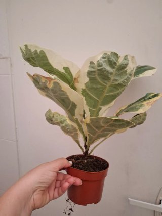 Ficus Lyrata Variegado