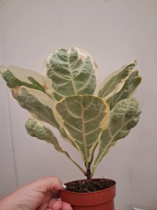 Ficus Lyrata Variegado