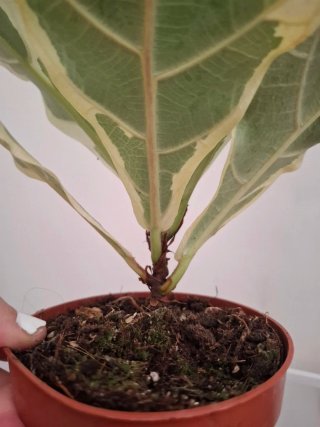 Ficus Lyrata Variegado