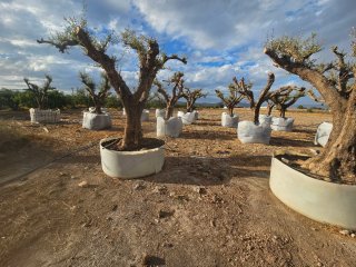 Olivos centenarios en maceta