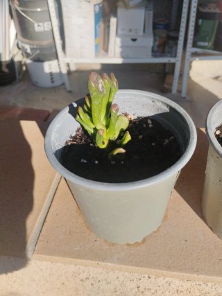 2 Cactus Crasula Ovata Gollum.