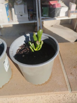 2 Cactus Crasula Ovata Gollum.